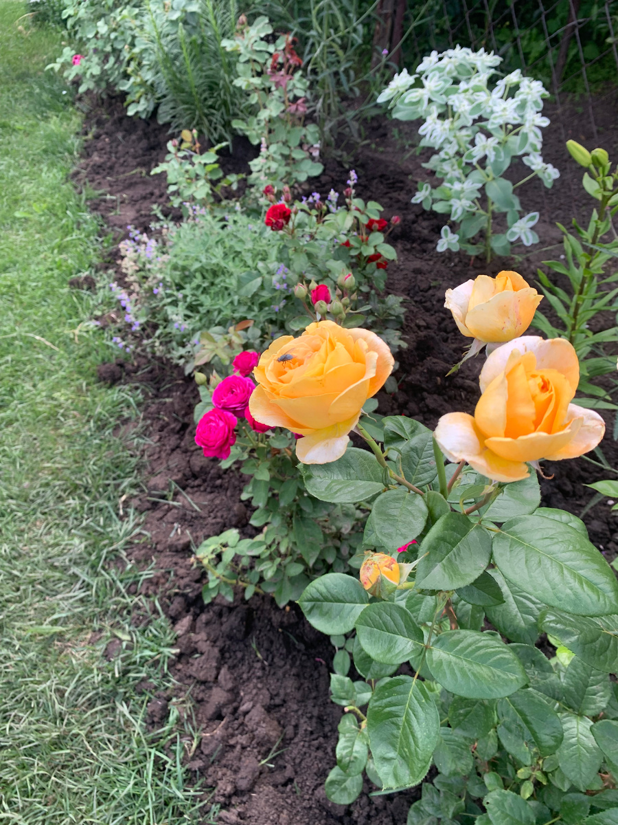 роза Хайди Клумм и Кэндллайт.