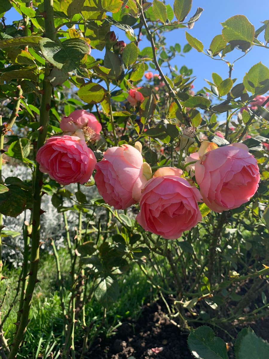 роза Ферст Леди, все фото автора