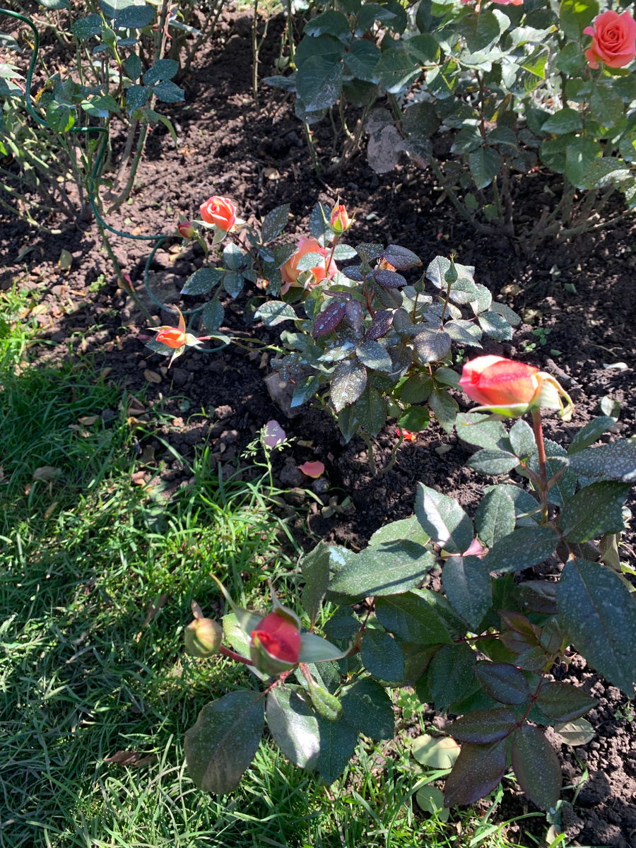 роза Сурир дю Авр.