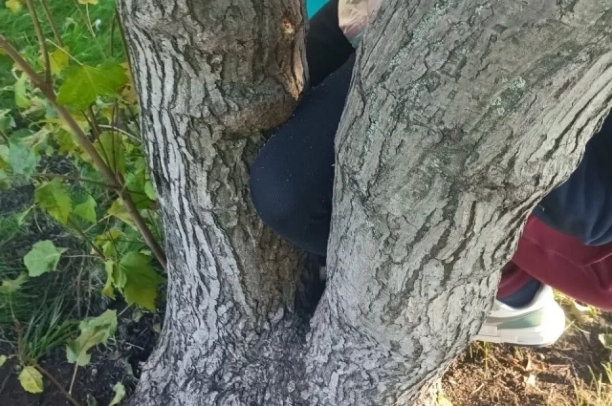    В Перми девочка застряла в ветвях дерева и не могла выбраться