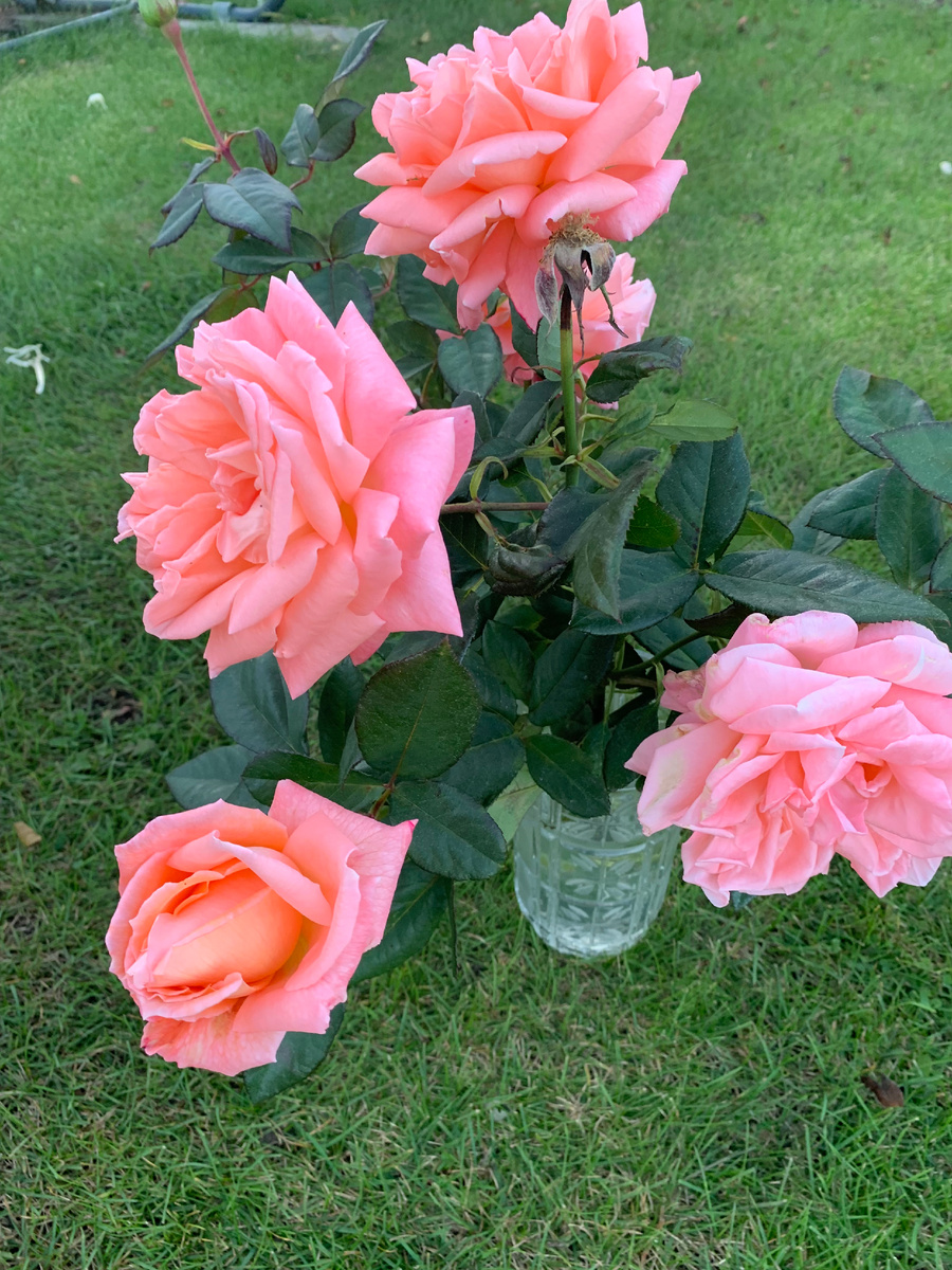 роза Сюзанна Тамаро, все фото автора