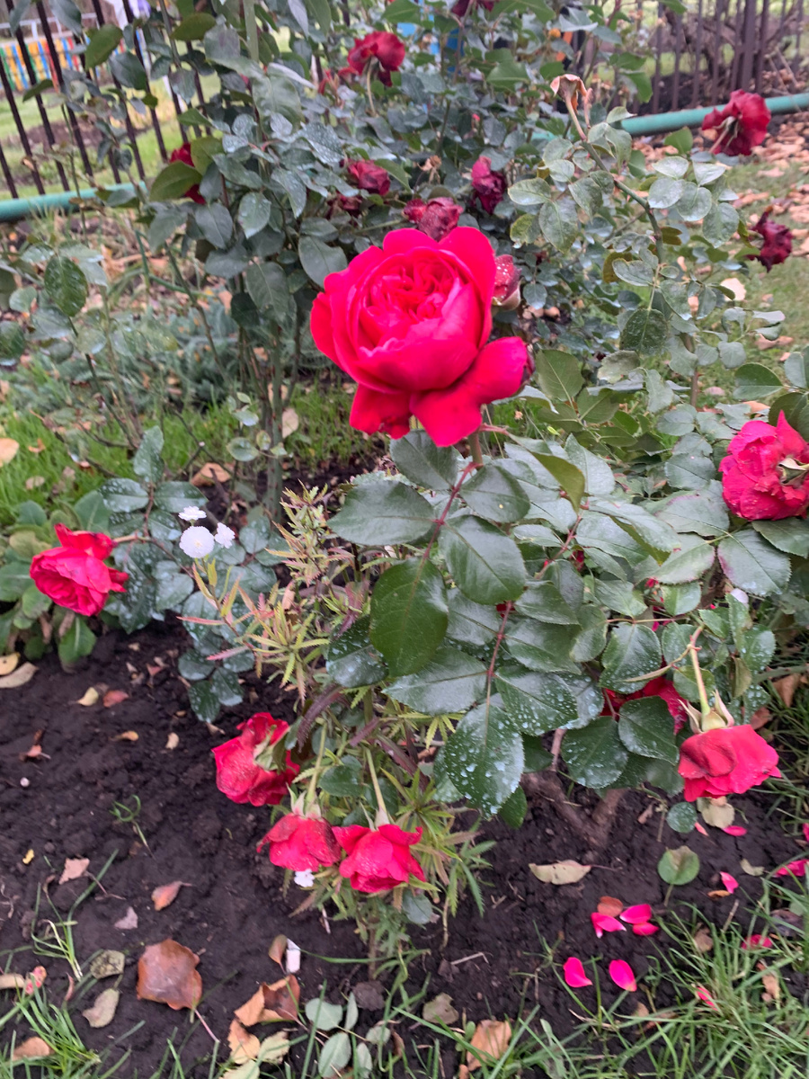 роза Ред Леонардо да Винчи.