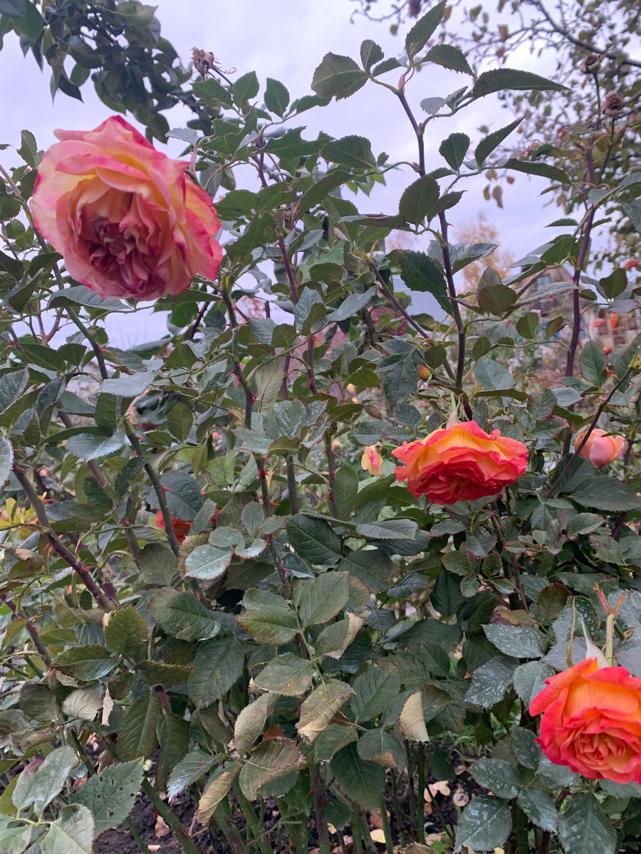 роза Гартеншпас, все фото автора. В галереи 2 фото.