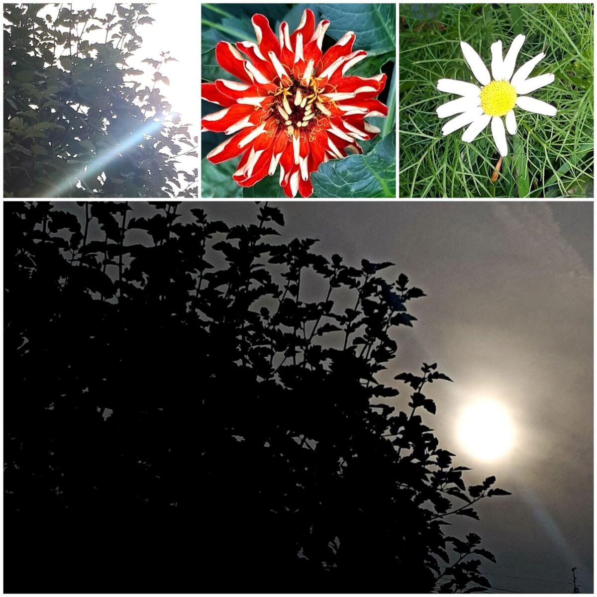 Коллаж автора статьи 18.09.2025г.