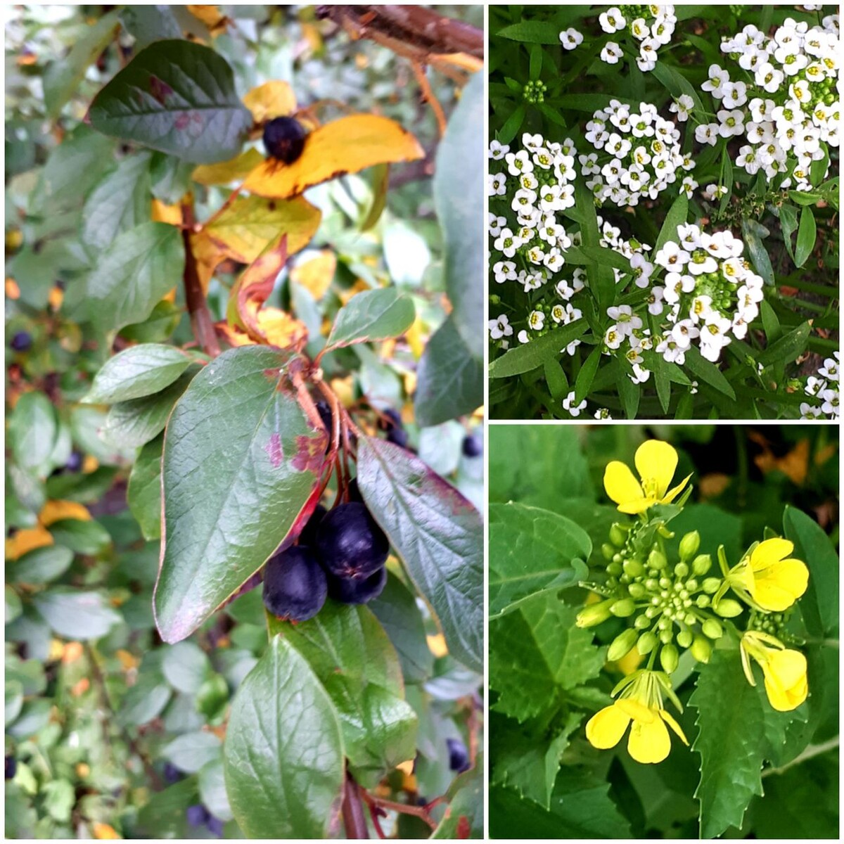 Коллаж автора статьи 18.09.2025г.