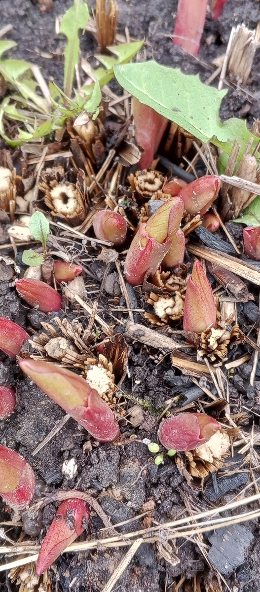 Лучшее время для деления и посадки пионов