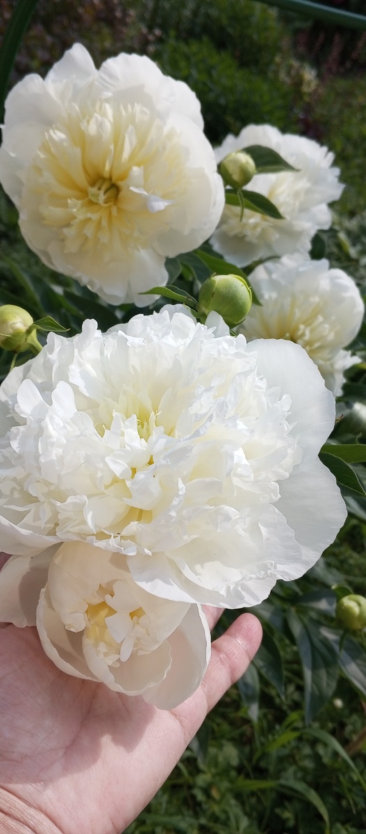 Фото Зеленолй Стрекозы