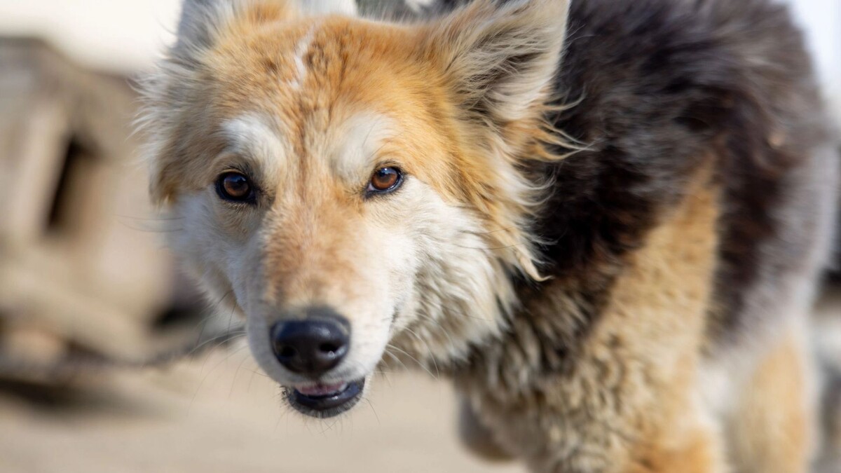    Фото: Федор Воронов / «Ямал-Медиа»