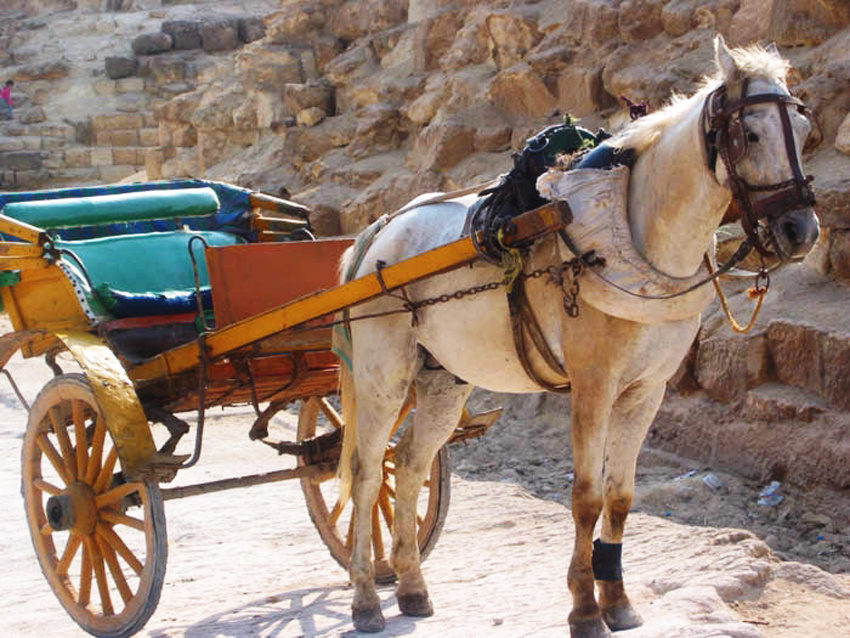 Яндекс Картинки.