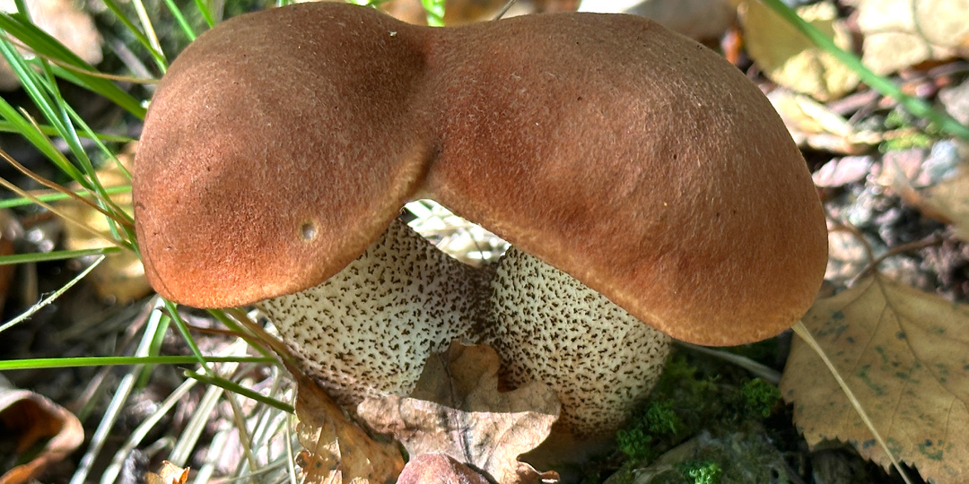 Лес-сушь-стойкие подосиновики: сентябрь.