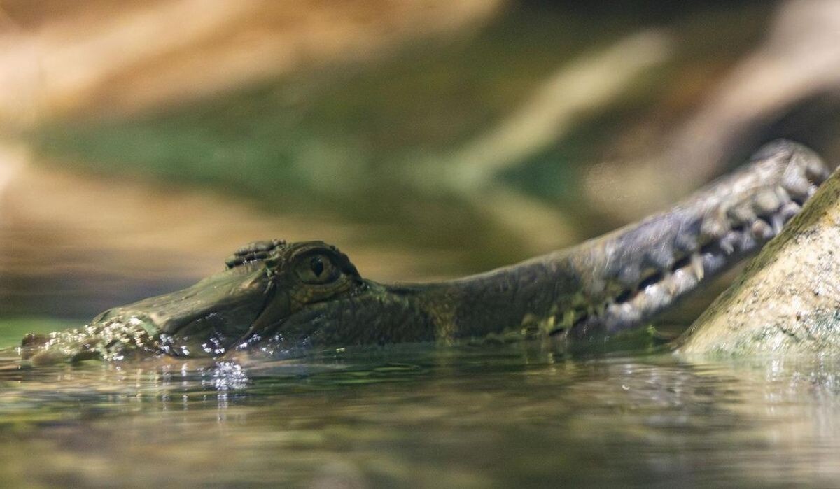     Крокодил. Источник: mos.ru Автор фото: Пресс-служба Мэра и Правительства Москвы