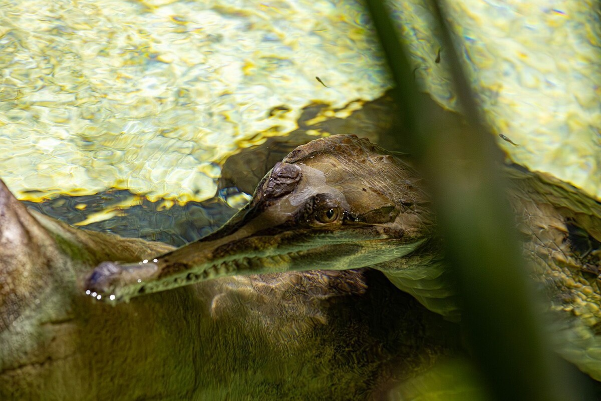    Новые обитатели прибыли в «Москвариум» на ВДНХ