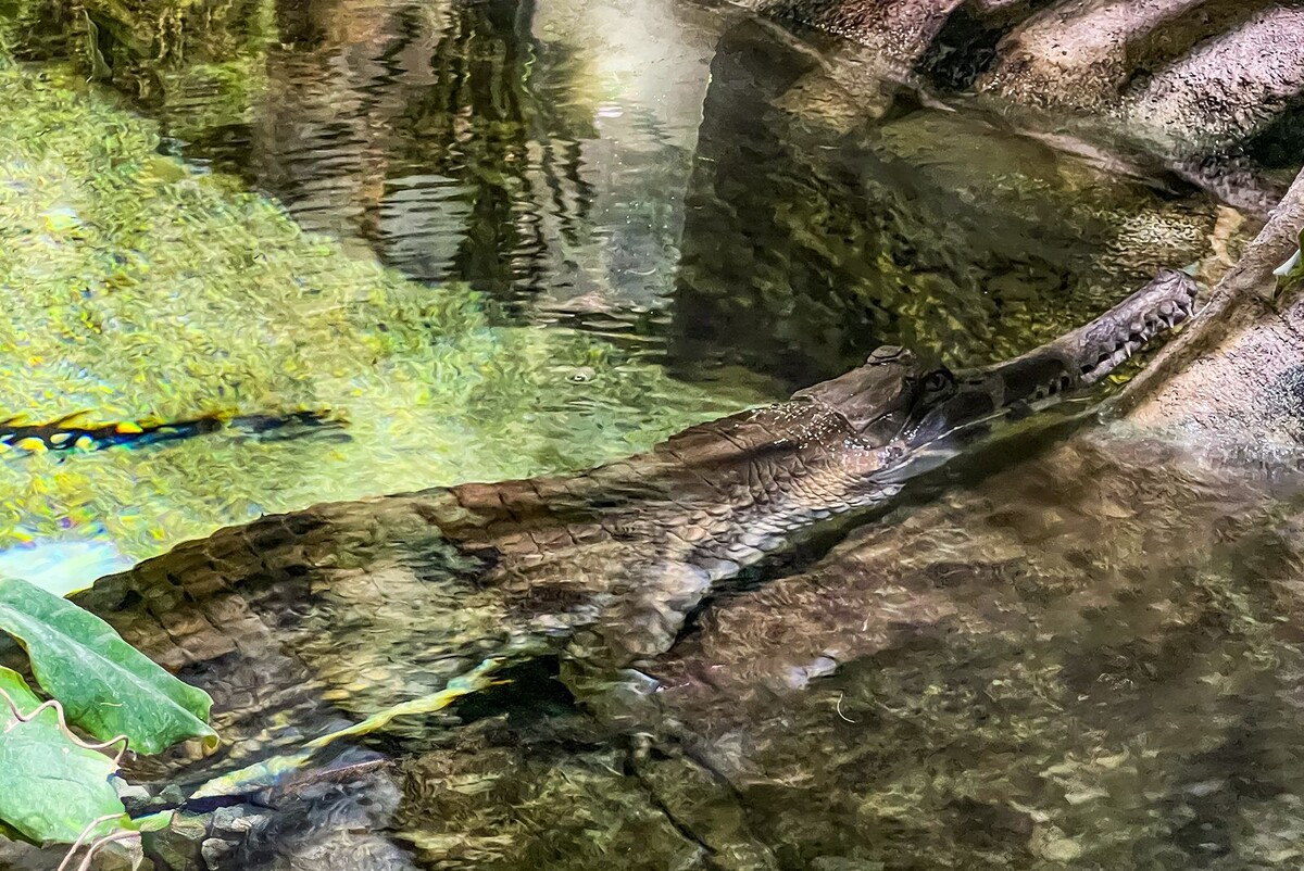    Новые обитатели прибыли в «Москвариум» на ВДНХ