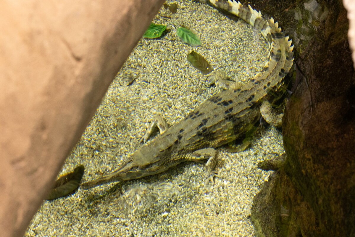    Новые обитатели прибыли в «Москвариум» на ВДНХ