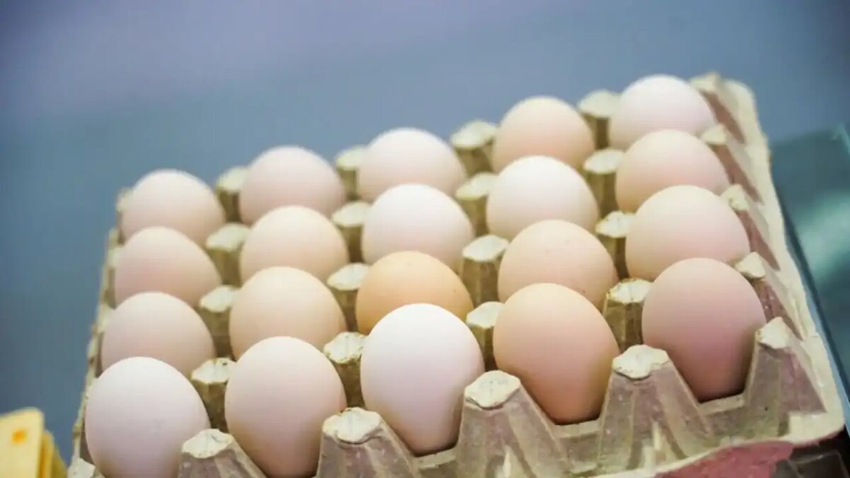    Куриные яйца © АГН «Москва»