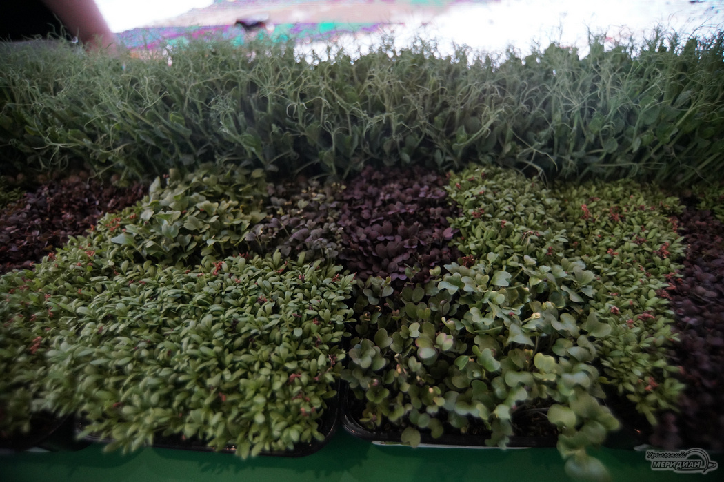    Фото: Лидия Аникина © ИА «Уральский меридиан»