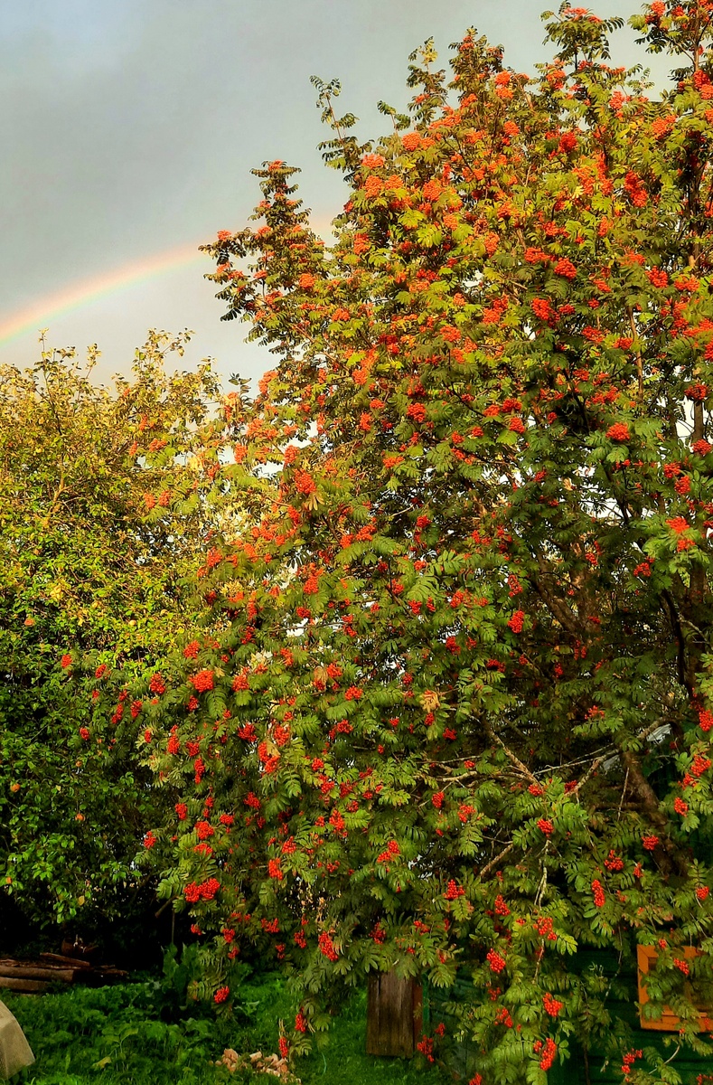 Фото автора. Наша Невежинская рябина в этом году могла бы служить иллюстрацией к этой легенде.