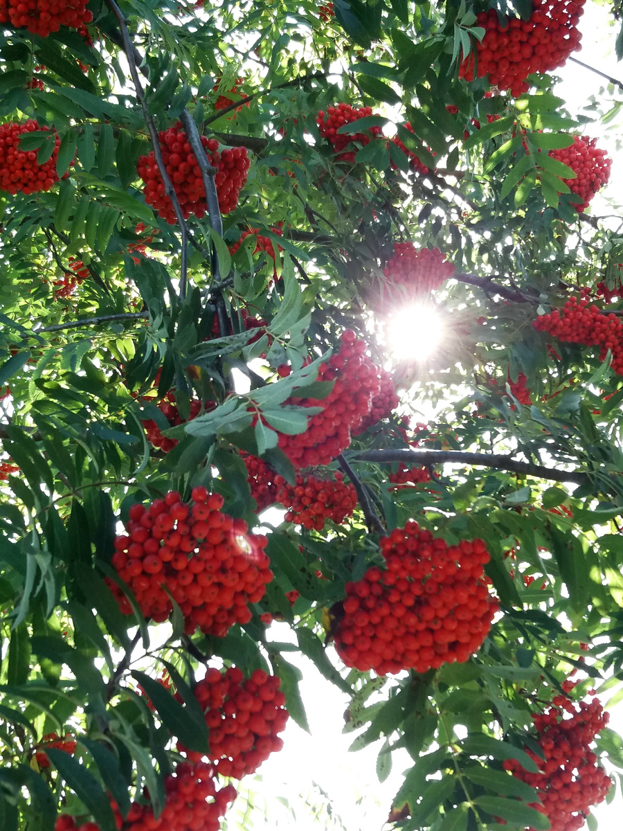 Фото автора.