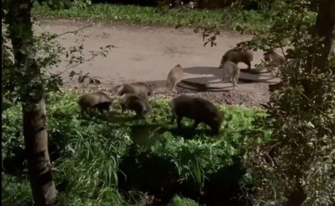    © Telegram-канал «Всеволожск | Новости | Live»