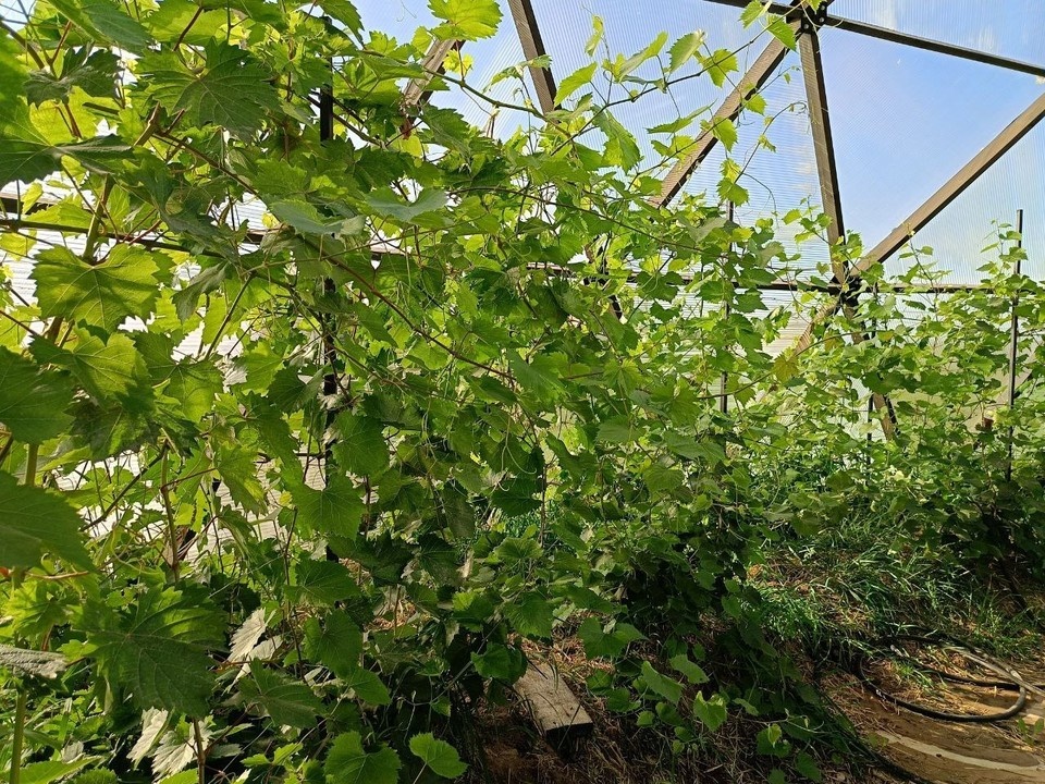    Фото: департамент АПК Костромской области