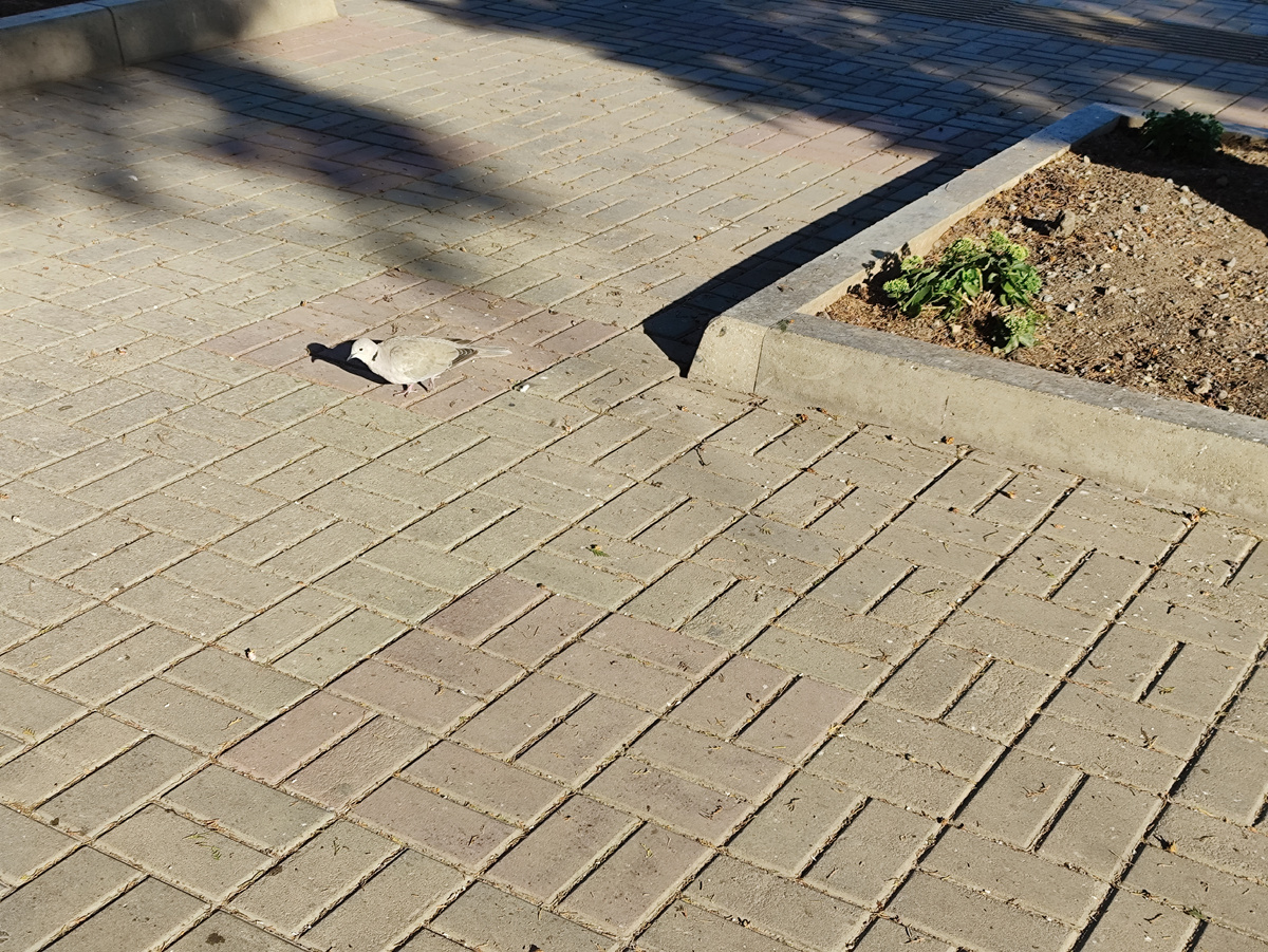 Горлица, странно, но не пугливая.