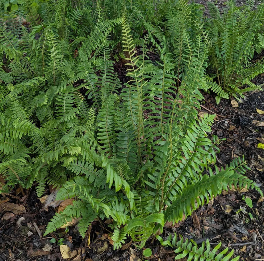 Polystichum acrostichoides – Christmas Fern
