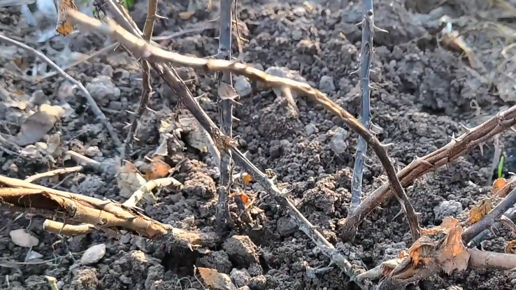 Результат традиционного окучивания - погибшие розы весной