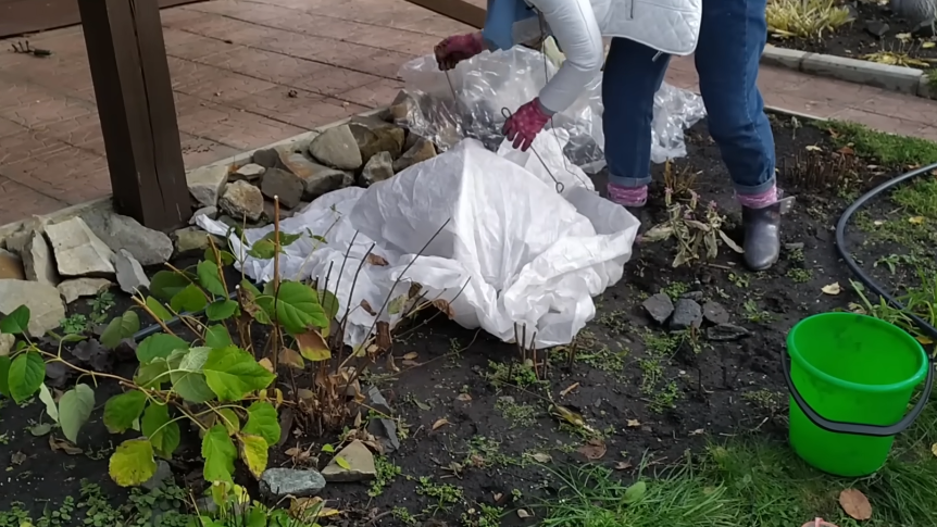 Укрываю розы воздушно-сухим способом 7 лет. Соседи окучивают землей и плачут весной