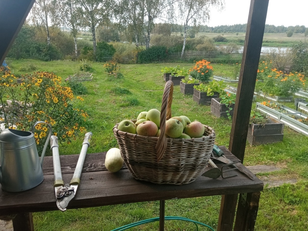 Вот тут у меня лежит уже перезревший кабачок, не заметила в листве.