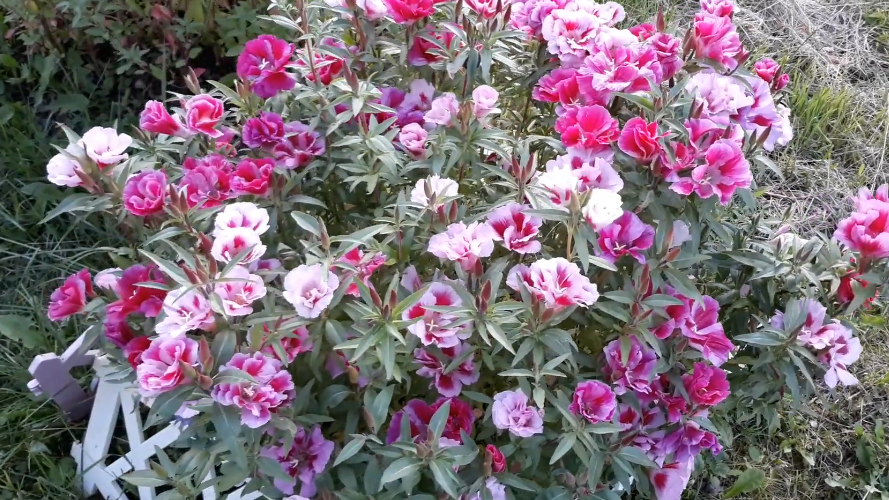 Пока соседи только готовятся к посадке, моя годеция уже радует первыми цветками