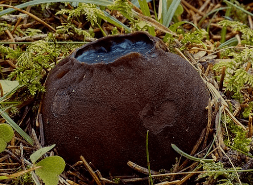 Как охотник однажды встречает своего Белого кита, так я – тихий охотник, встретил Саркосому (не собирать! находится в Красной книге)