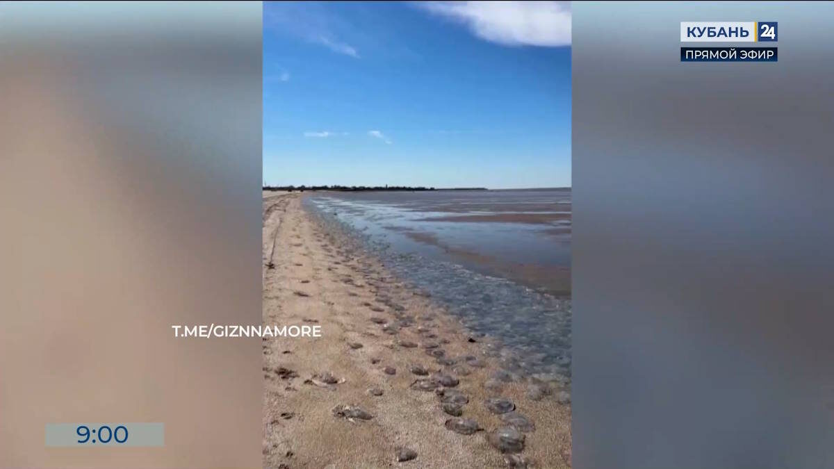    Видео канала «Кубань 24»