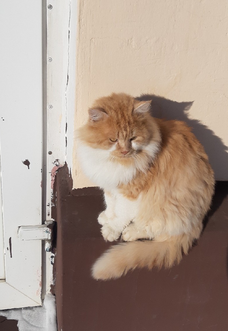 Рыжий кот на улице Мичуринска