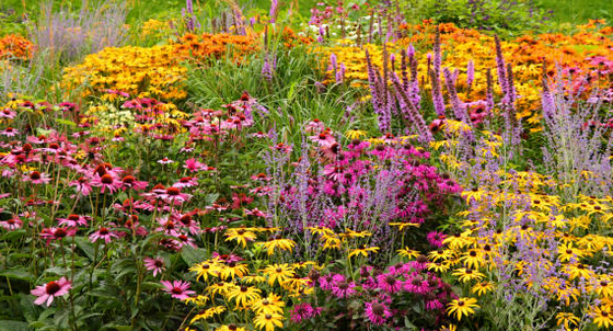 Фото 2-3. Примеры клумб  на солнечных  местах. Фото из открытых источников