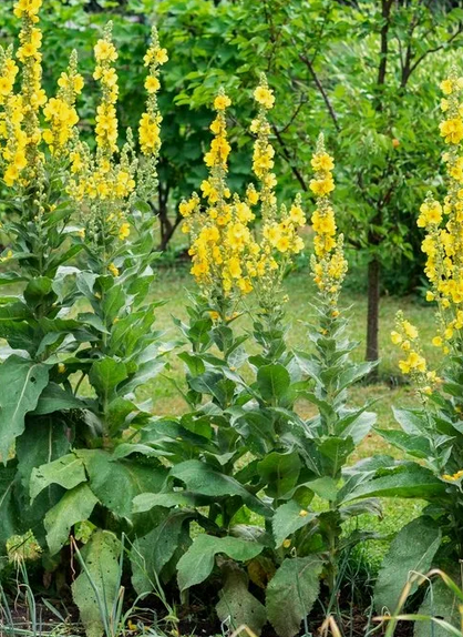 Фото 1 - коровяк. Фото из открытых источников