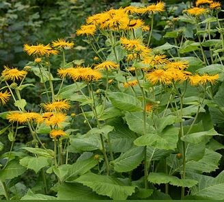 Фото 2 - девясил. Фото из открытых источников