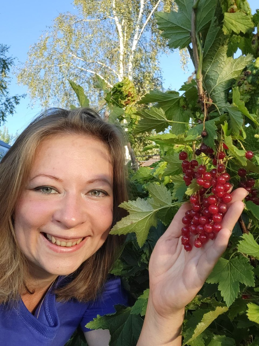 Красная смородина, сорт Натали