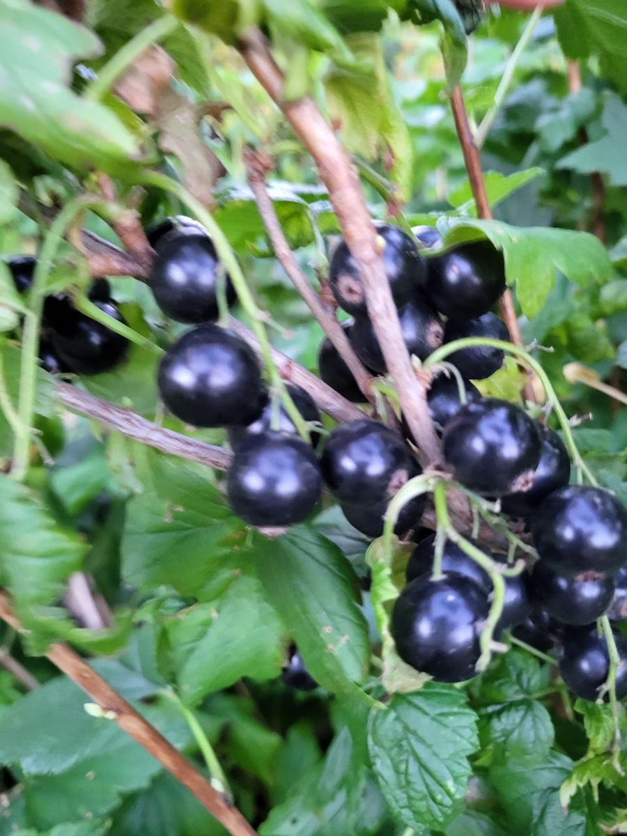 Черная смородина, сорт Селеченская-2