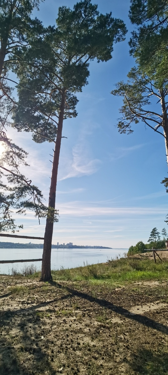 вид на город из соснового леса