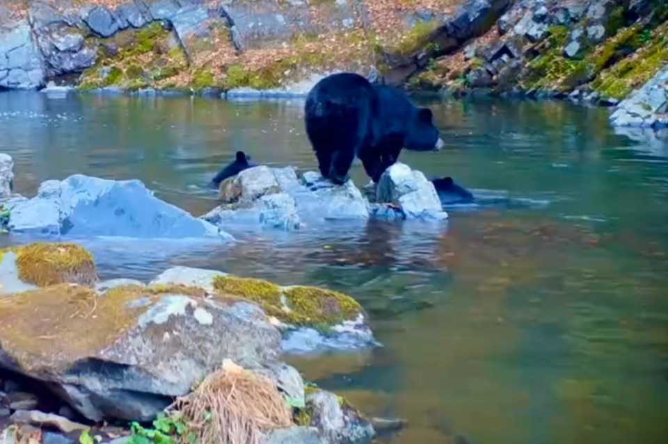    Медвежата с упоением плавали и играли. Фото: скриншот видео «Земли леопарда»