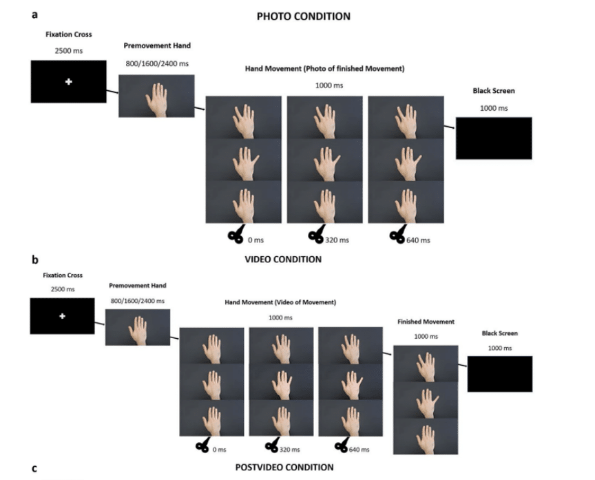    На иллюстрации показаны три экспериментальных условия. В первом (photo) участникам демонстрировали статичное изображение руки в финальной фазе движения. Во втором (video) они видели сам процесс движения на видео. В каждом случае транскраниальная магнитная стимуляция применялась в разные моменты: сразу после начала движения или после его окончания / © Nieto-Doval, Scientific Reports