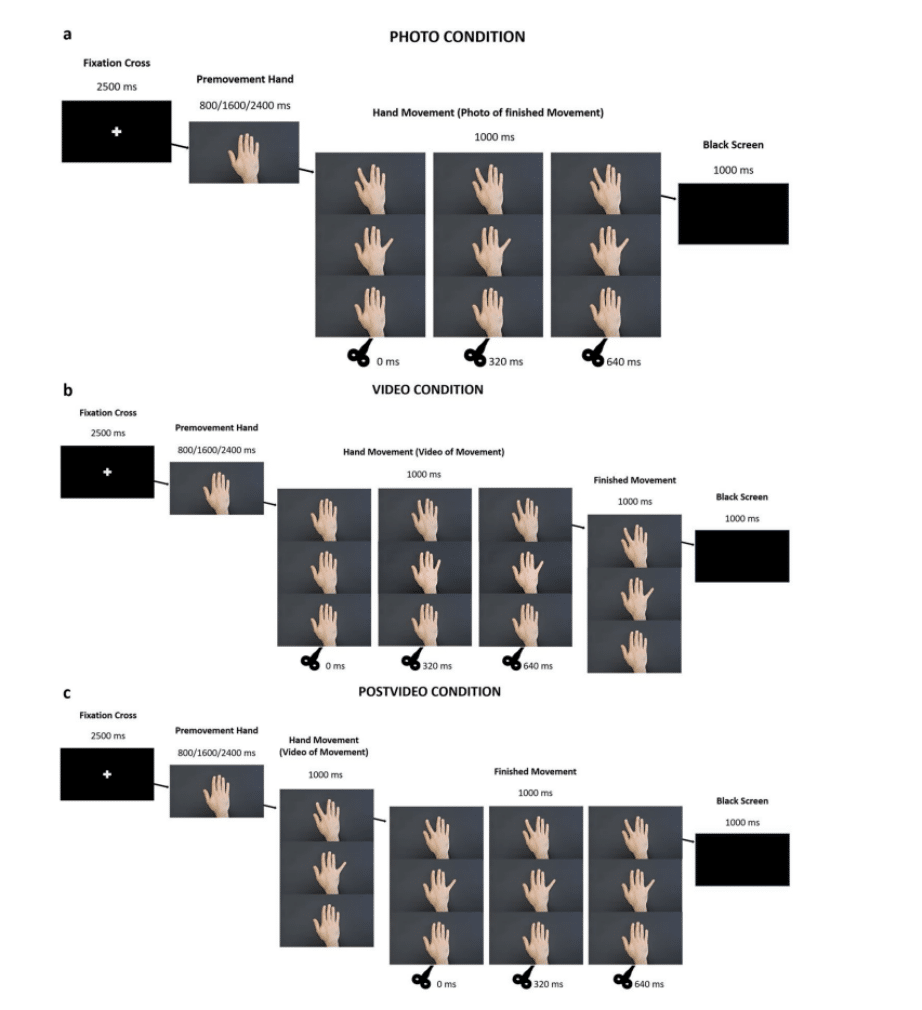    На иллюстрации показаны три экспериментальных условия. В первом (photo) участникам демонстрировали статичное изображение руки в финальной фазе движения. Во втором (video) они видели сам процесс движения на видео. В третьем (postvideo) участники сначала смотрели видео, а затем статичный кадр с завершенным движением. В каждом случае транскраниальная магнитная стимуляция применялась в разные моменты: сразу после начала движения или после его окончания / © Nieto-Doval, Scientific Reports