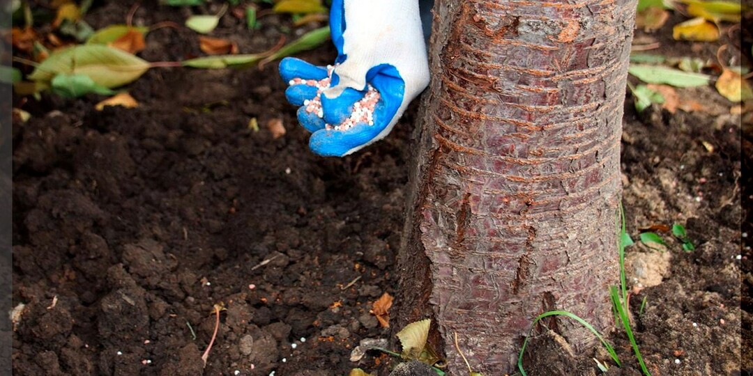 Как эффективно подкормить сад осенью: лучшие осенние подкормки в саду для богатого урожая в следующем сезоне