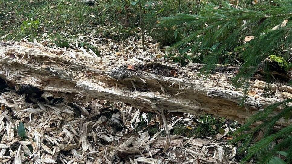    Фото: соцсети