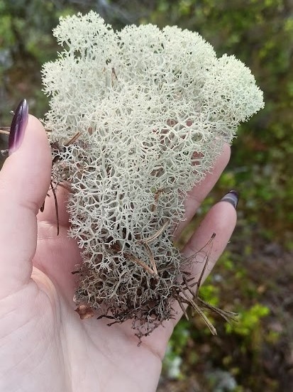 В ненецких сказаниях ягель — это дар Небесной Оленихи, спустившейся с небес, чтобы накормить своих земных детей. Там, где ступали ее копыта, прорастал мягкий белый мох, ставший вечной пищей для оленей и залогом жизни всего народа.