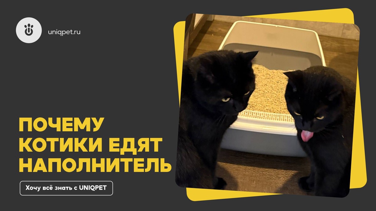 Эксперты UNIQPET Хбиб и Тимошка из Ставрополя