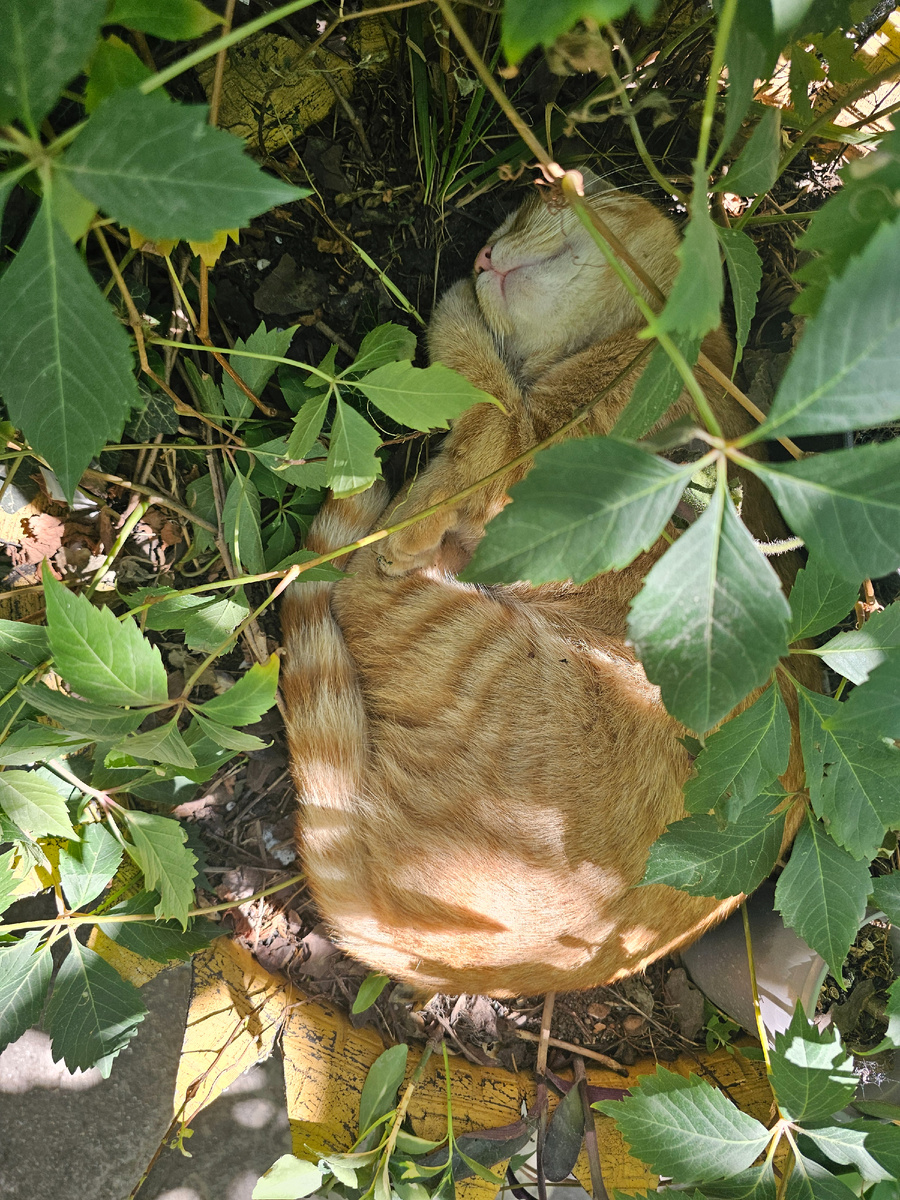 Тот самый котик, который гадит на кровати