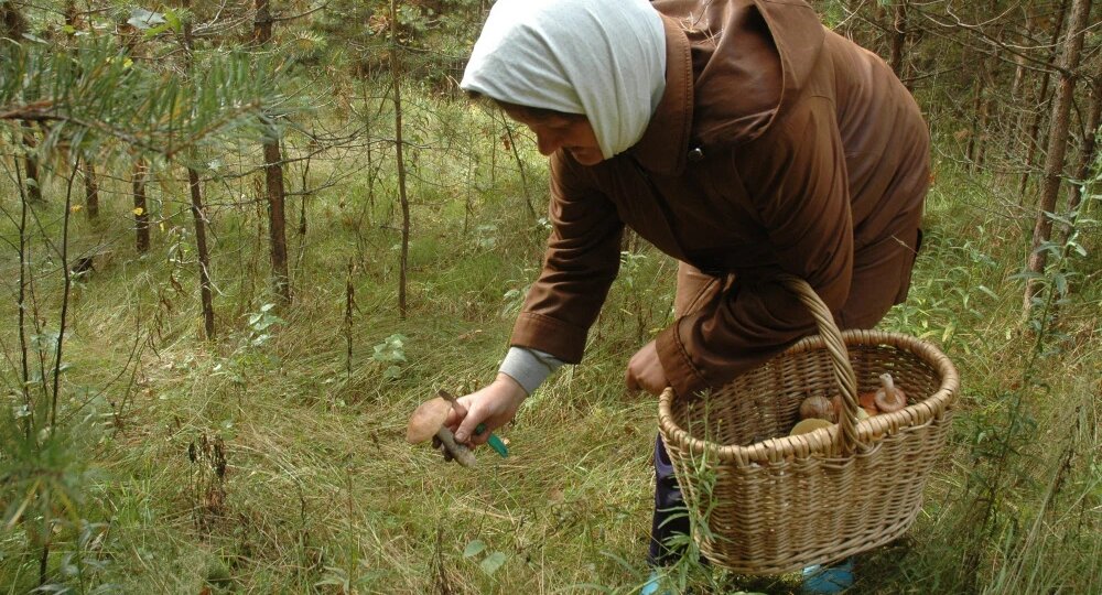 Как и какие грибы собирать осенью, чтобы не отравиться