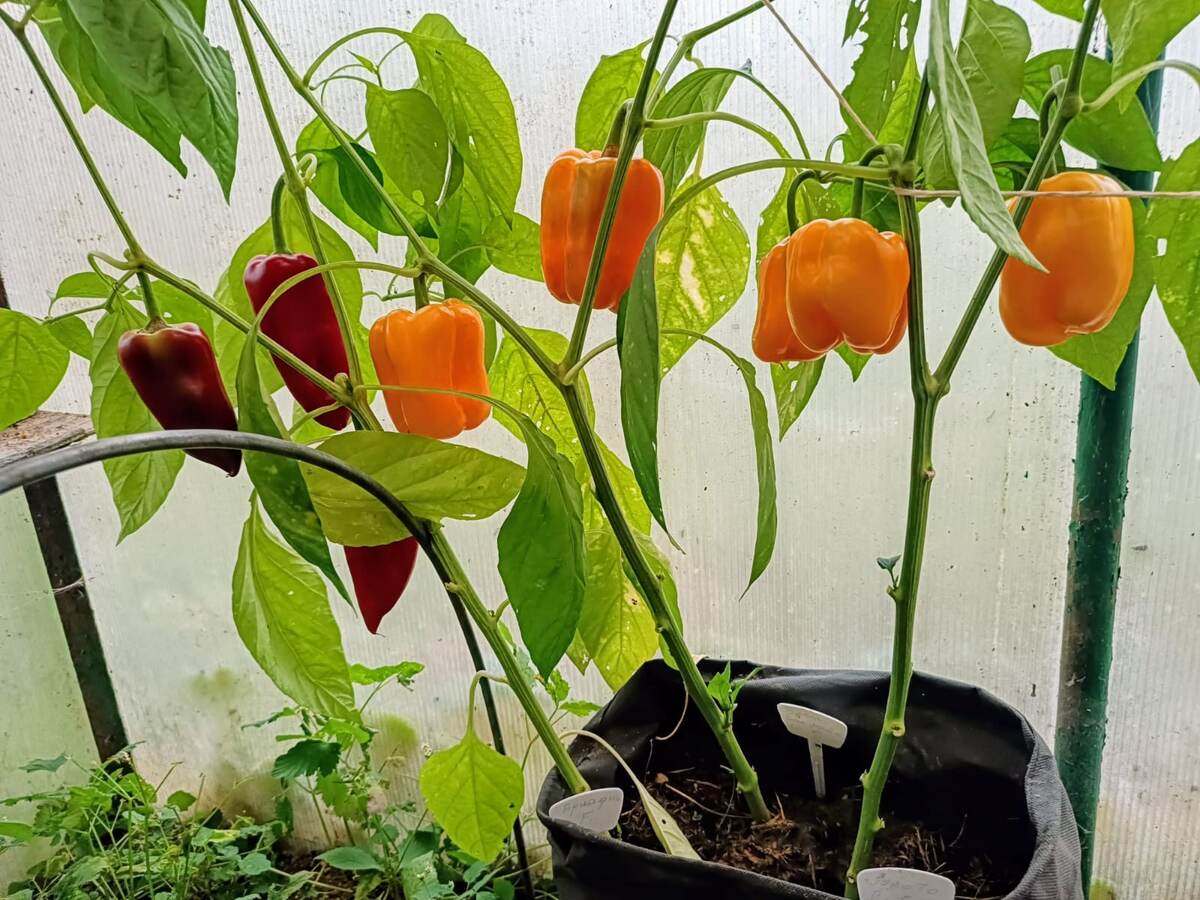 Перцы сладкие от АТФ Агрос в кашпо 20 л в неотапливаемой теплице. Фото автора