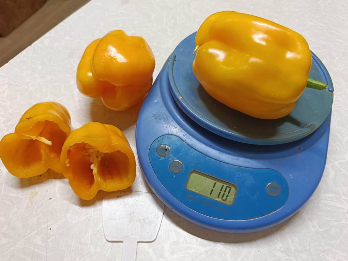 Перец сладкий Золото ибири. Фото автора. Листай галерею